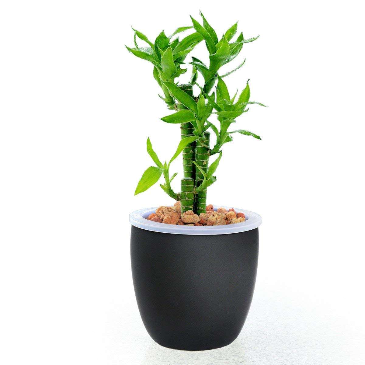 家里富贵竹叶子黄了怎么办,新买的富贵竹水养叶子黄了怎么办