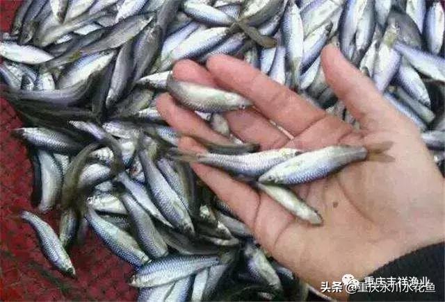 浮游动物饵料大全,各种动物饵料大全