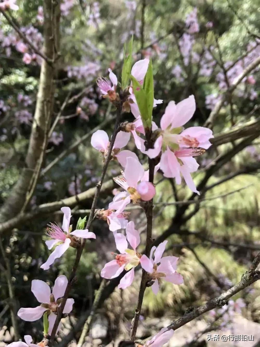 春游|五府山踏青蜜蜂谷