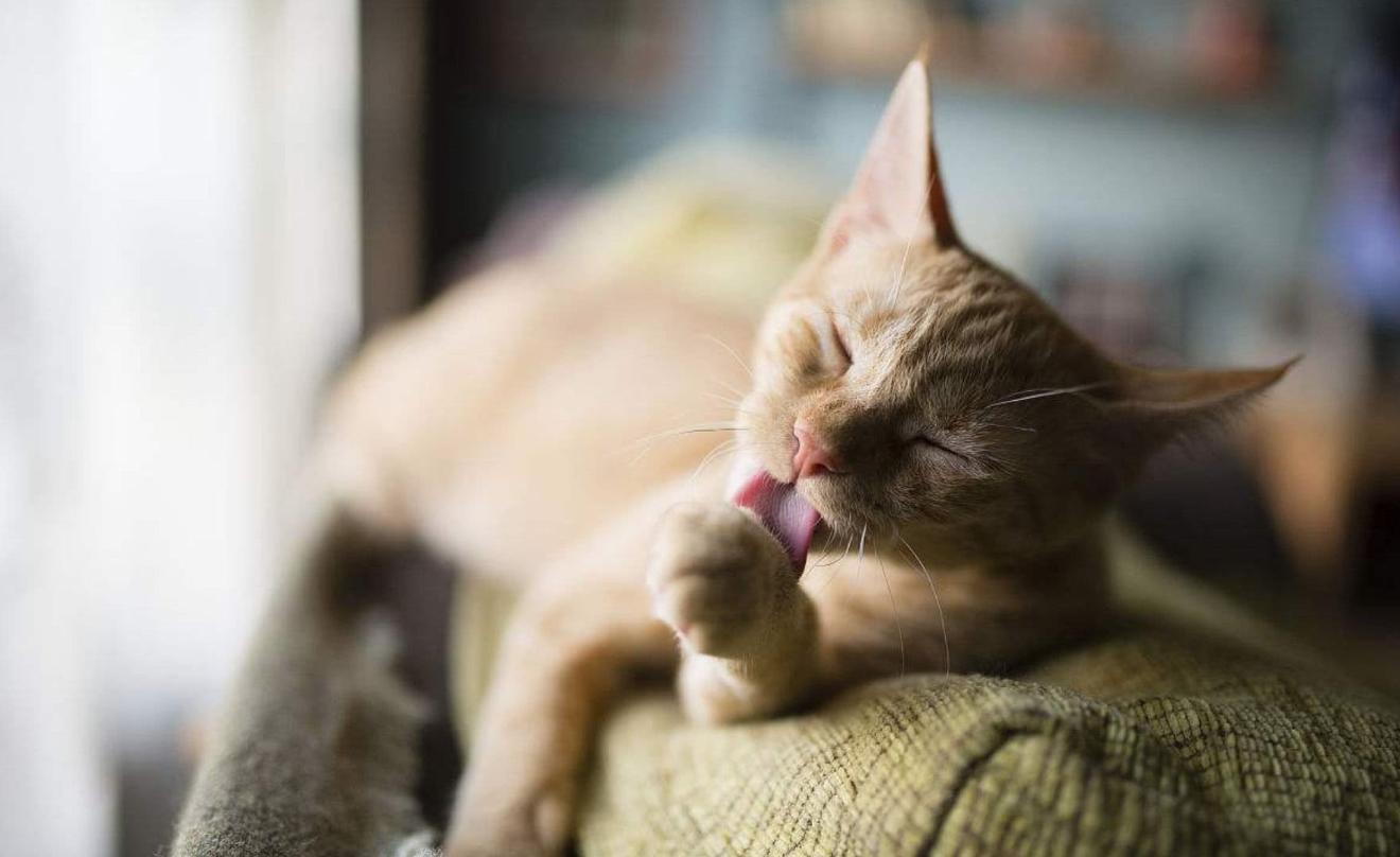 猫咪经常性便秘能治吗,猫咪有点便秘按什么穴位