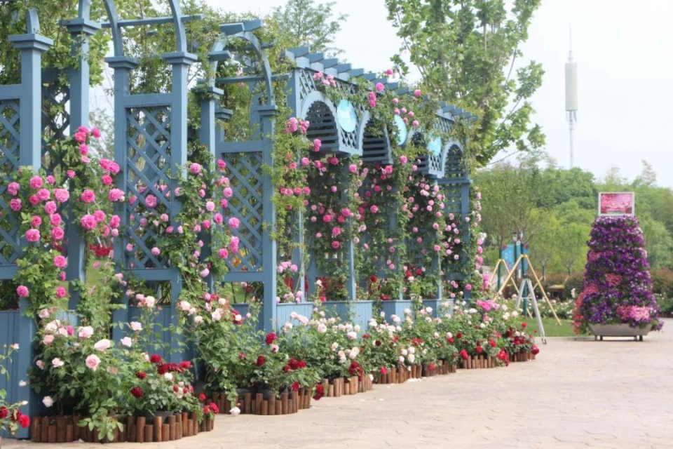 五一不能错过的花海,五一不能错过的美丽花海