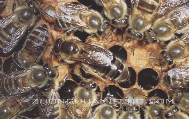 中蜂饲养先进技术研究,中蜂饲养的管理技术