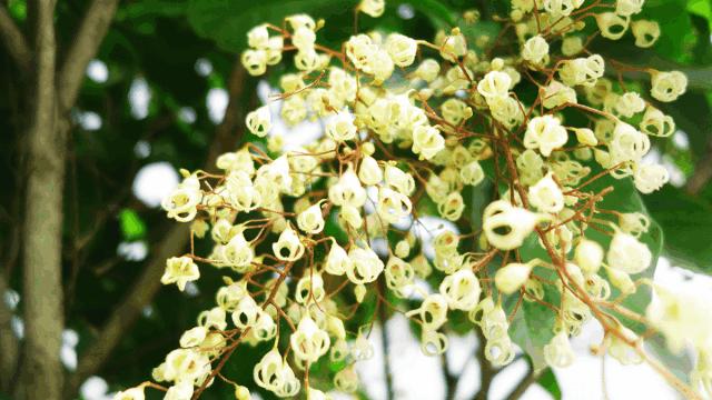 广州隐世峡谷游玩攻略,广州要坐船才能登的小岛