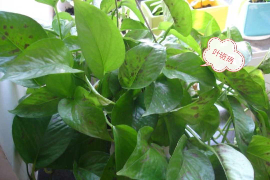 绿萝净化养殖方法有哪些,懒人吸水绿萝栽培方法