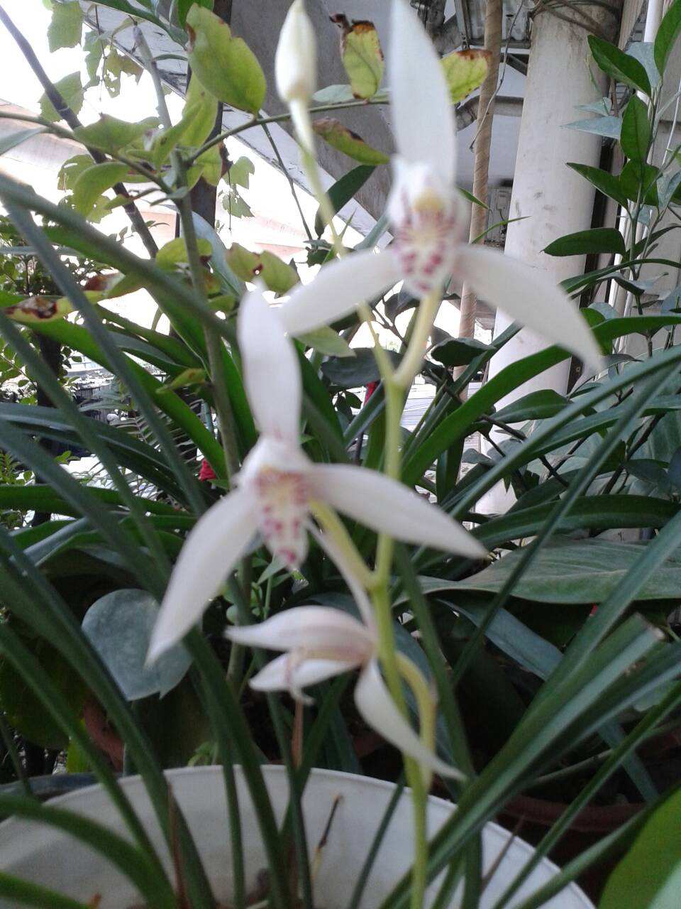 春天养墨兰,春天养君子兰要点