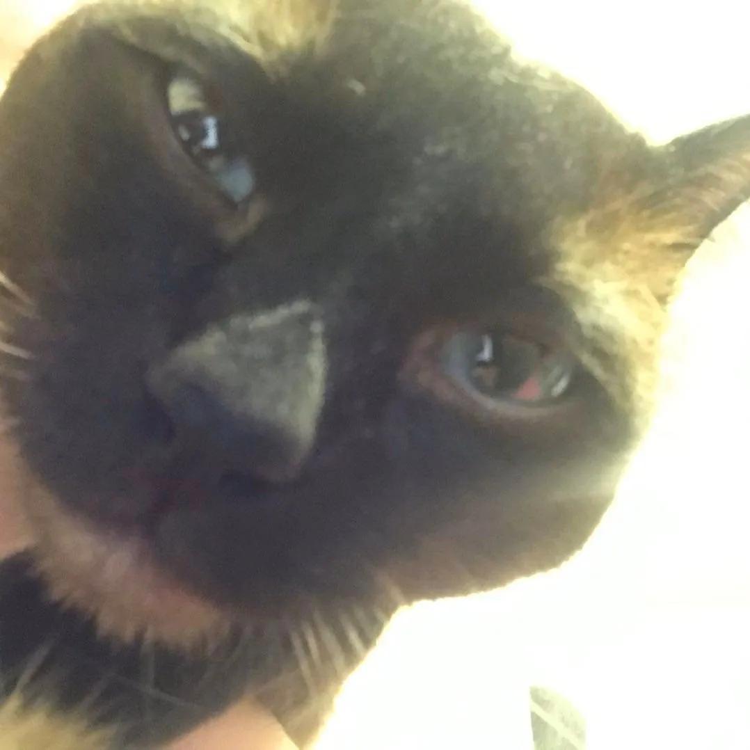 暹罗糊了是不是就不会白回来了,怎么看暹罗长大不会糊