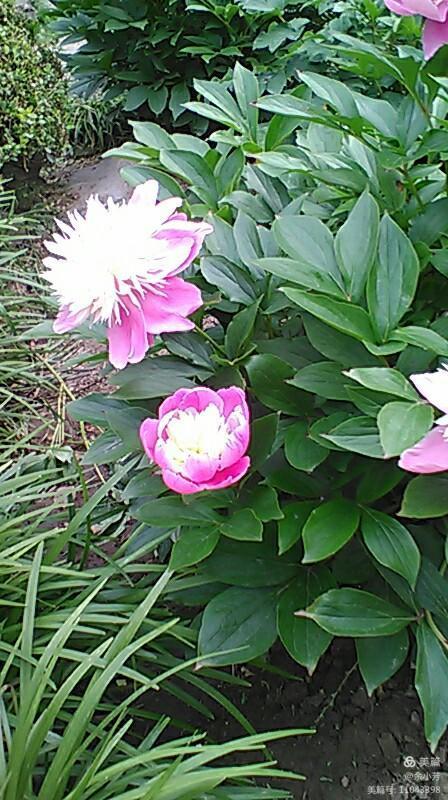 上海中山公园介绍,上海中山公园