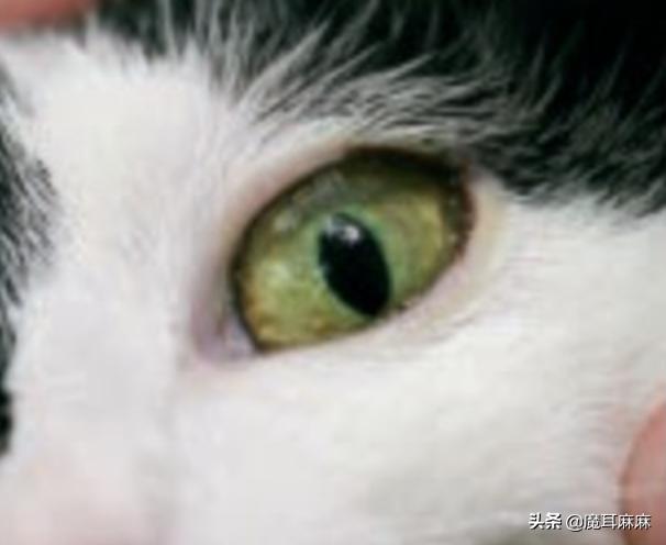 养猫常备哪些药品,家里养猫常备药