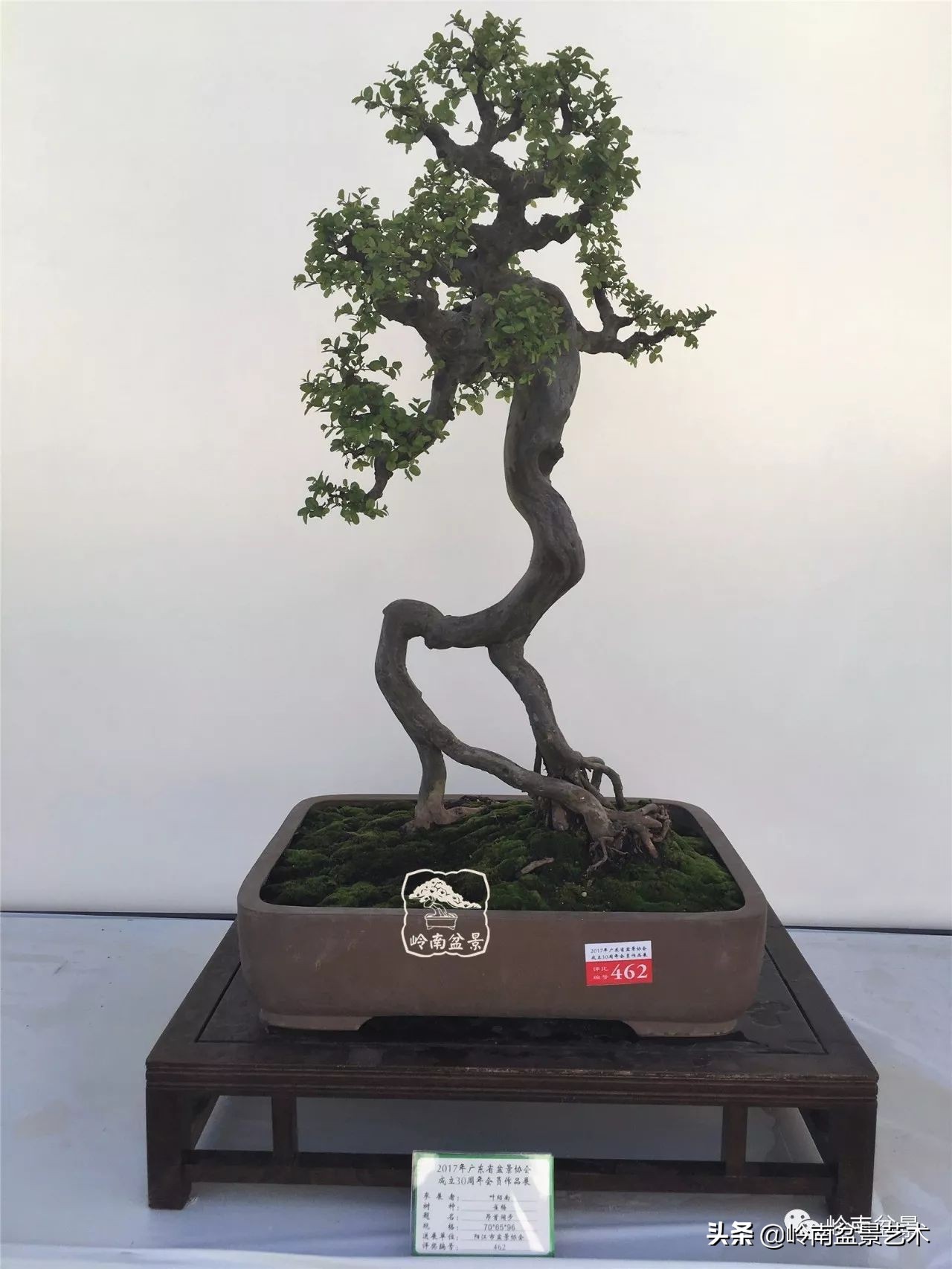 精品雀梅盆景名称,值得收藏的盆景作品欣赏