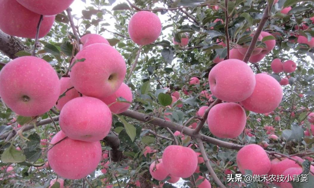 果树提高花芽分化的方法,果树花芽分化最佳方法