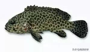 潮汕海鲜大全带图片,十大最好海鲜鱼