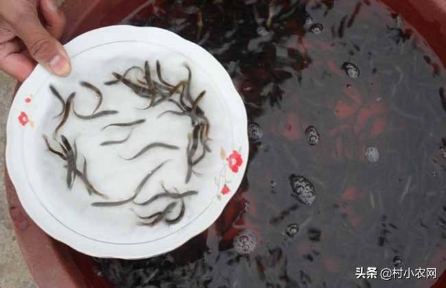 泥鳅养殖方法零基础,无土泥鳅养殖技术技巧有哪些