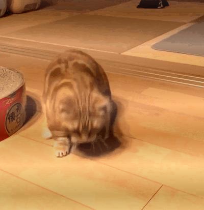 重口味话题，返点勿入！猫咪的肛门腺挤还是不挤？这是一个问题