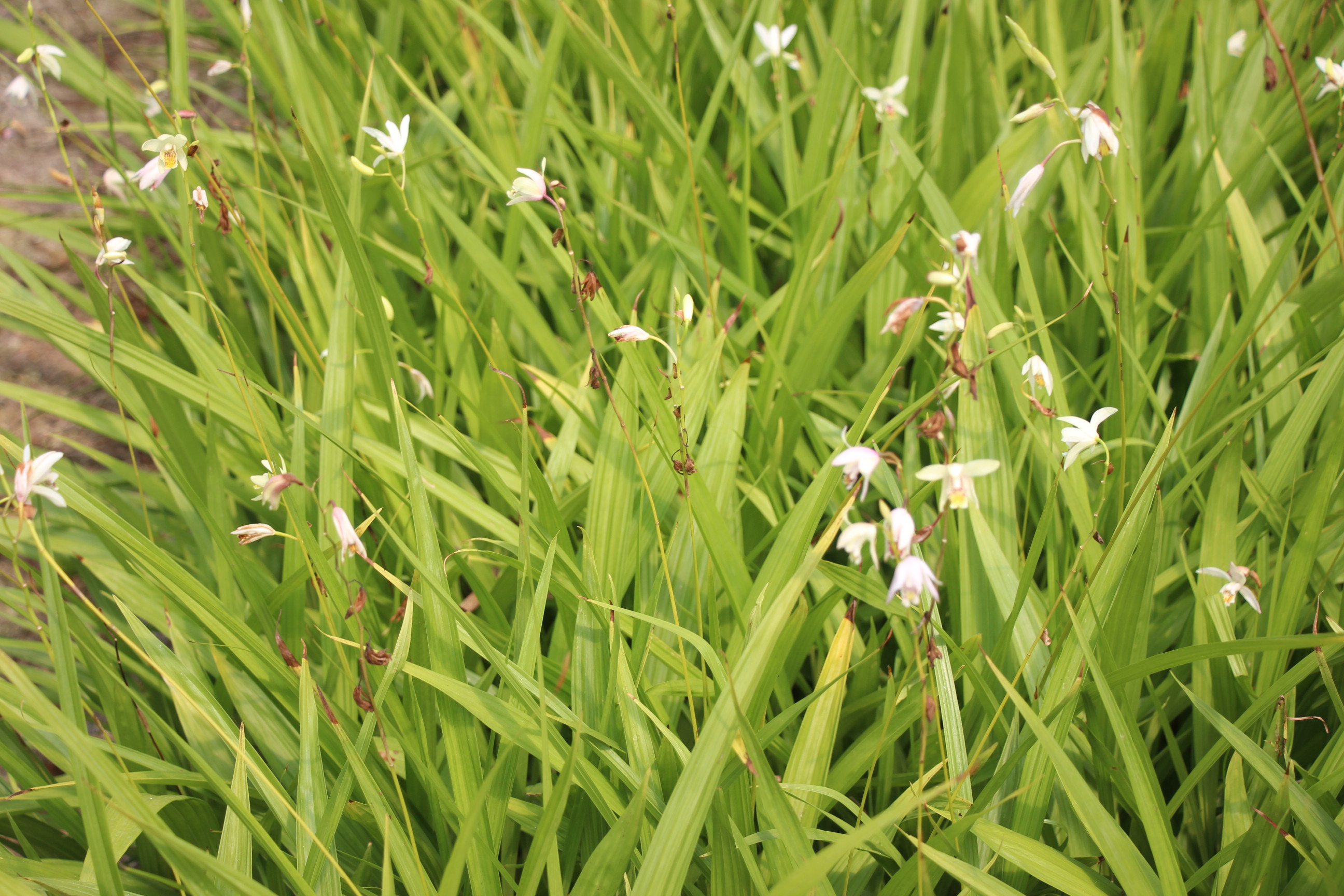 白芨出售时怎样分类,这段时间收购的白芨有哪些