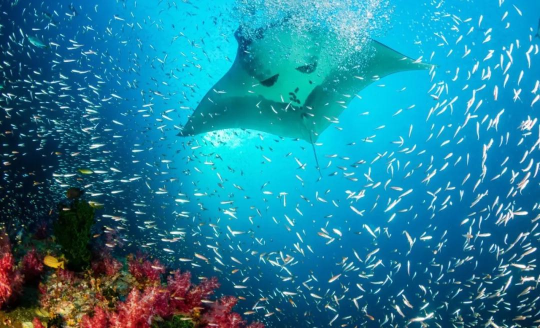 粉色沙滩巴厘岛,巴厘岛十大免签景点
