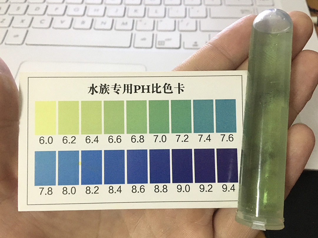 水族宠物螺怎么养,苹果螺养着发白