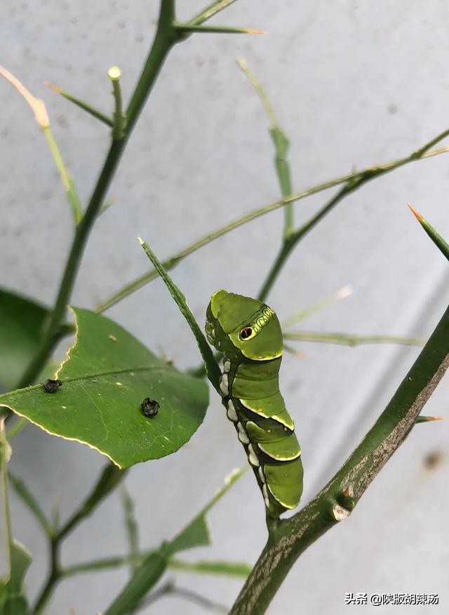 一树桔子被别人摘完了,一树桔