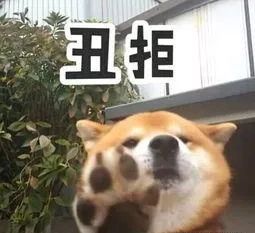 2018年新iphone拍照,iphone2019摄影