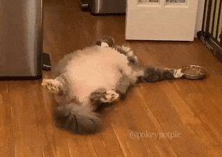 猫每年剃一次毛,可以把猫的毛剃了吗