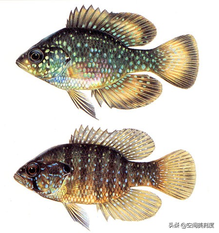 水中精灵大型鱼,水中精灵无与伦比的美