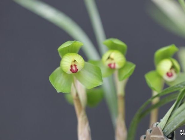 每日一品～中国兰花～春兰茗品～美芬荷
