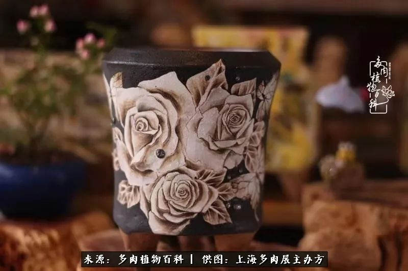 2023多肉展会直播,2023上海多肉植物展