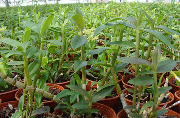 树上如何种植铁皮石斛,铁皮石斛能人工种植吗