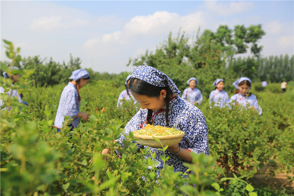 直播“云游”河北古县！连办29年红杏商务节点将巨鹿“四大美景”