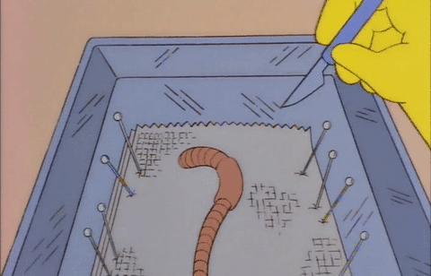 羡慕蚯蚓一分为二的特技？我涡虫可以一分为二百七十九