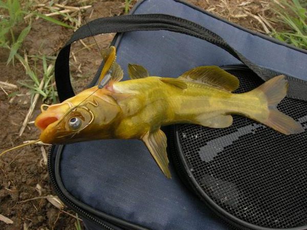 黄颡鱼除了蚯蚓还有什么饵料,黄颡鱼猪肝打窝测试