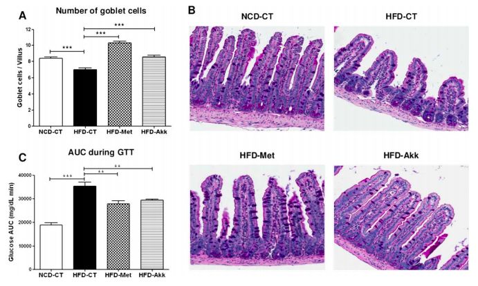 利用宿主分泌的粘蛋白“为食”的Akk菌