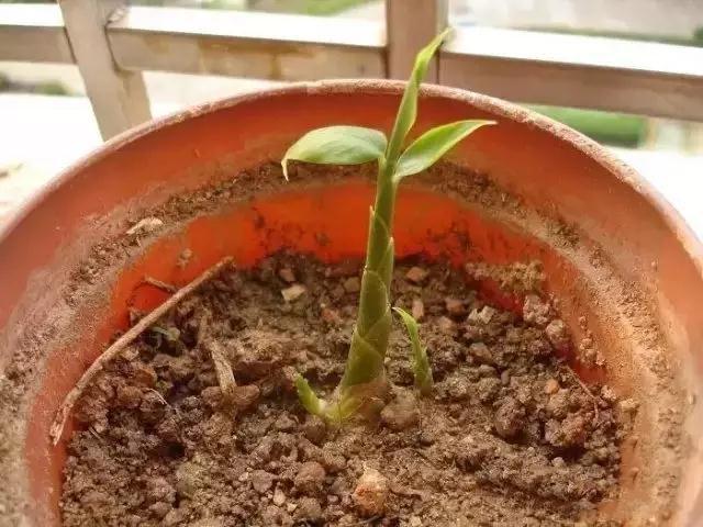 生姜盆景怎么种植,生姜盆景种植方法