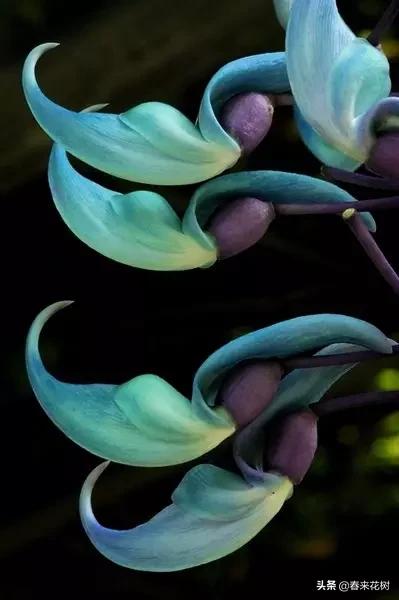 神奇的植物图片及介绍大全,十大最好的神奇植物