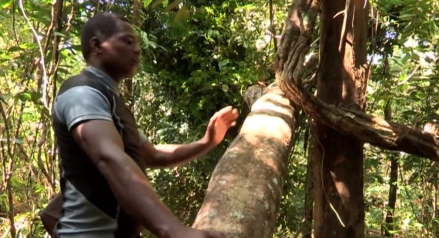 实拍非洲紫檀木*私走**全过程：护林员做*私走**，一根紫檀木赚三万