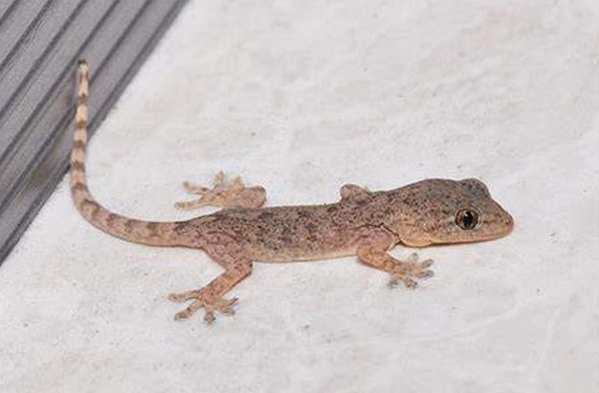 五毒有壁虎还是蜘蛛,五毒为什么是壁虎而不是蜘蛛