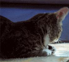 有蛀牙但没时间做根管怎么办,蛀牙多严重做根管