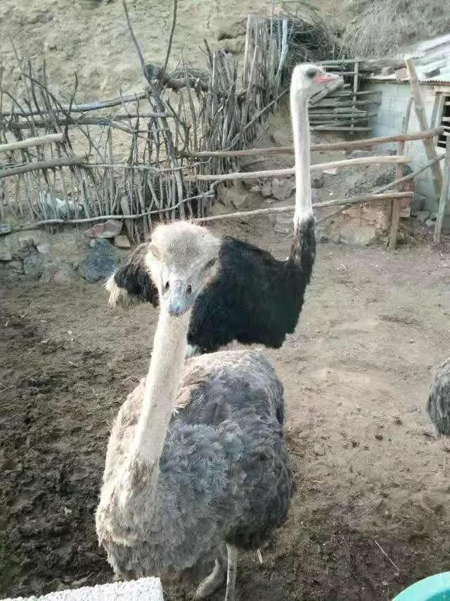 90后夫妻养殖致富,00后创业养殖鸵鸟