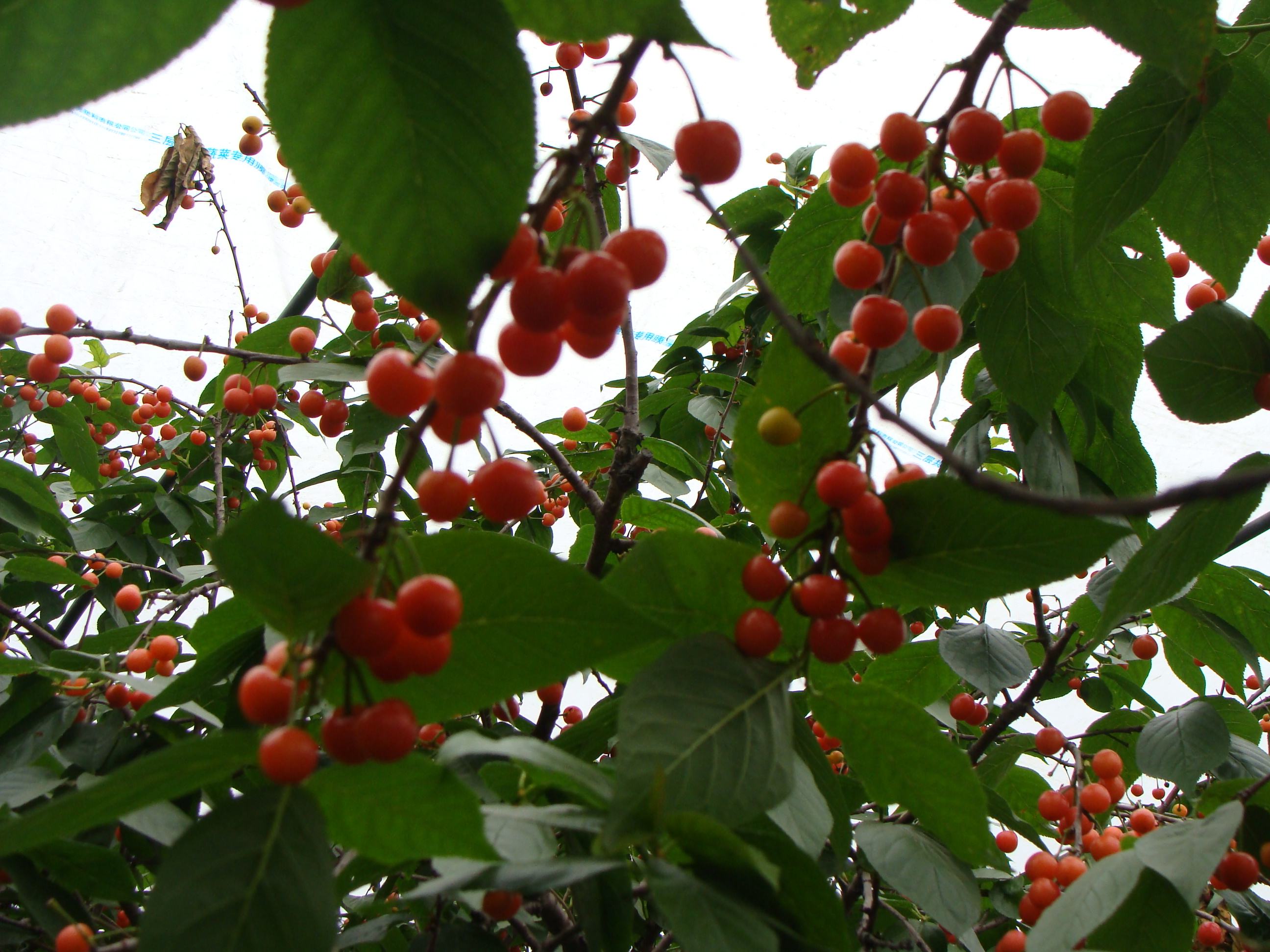 大连大棚樱桃全套管理技术,大棚樱桃树的种植与管理