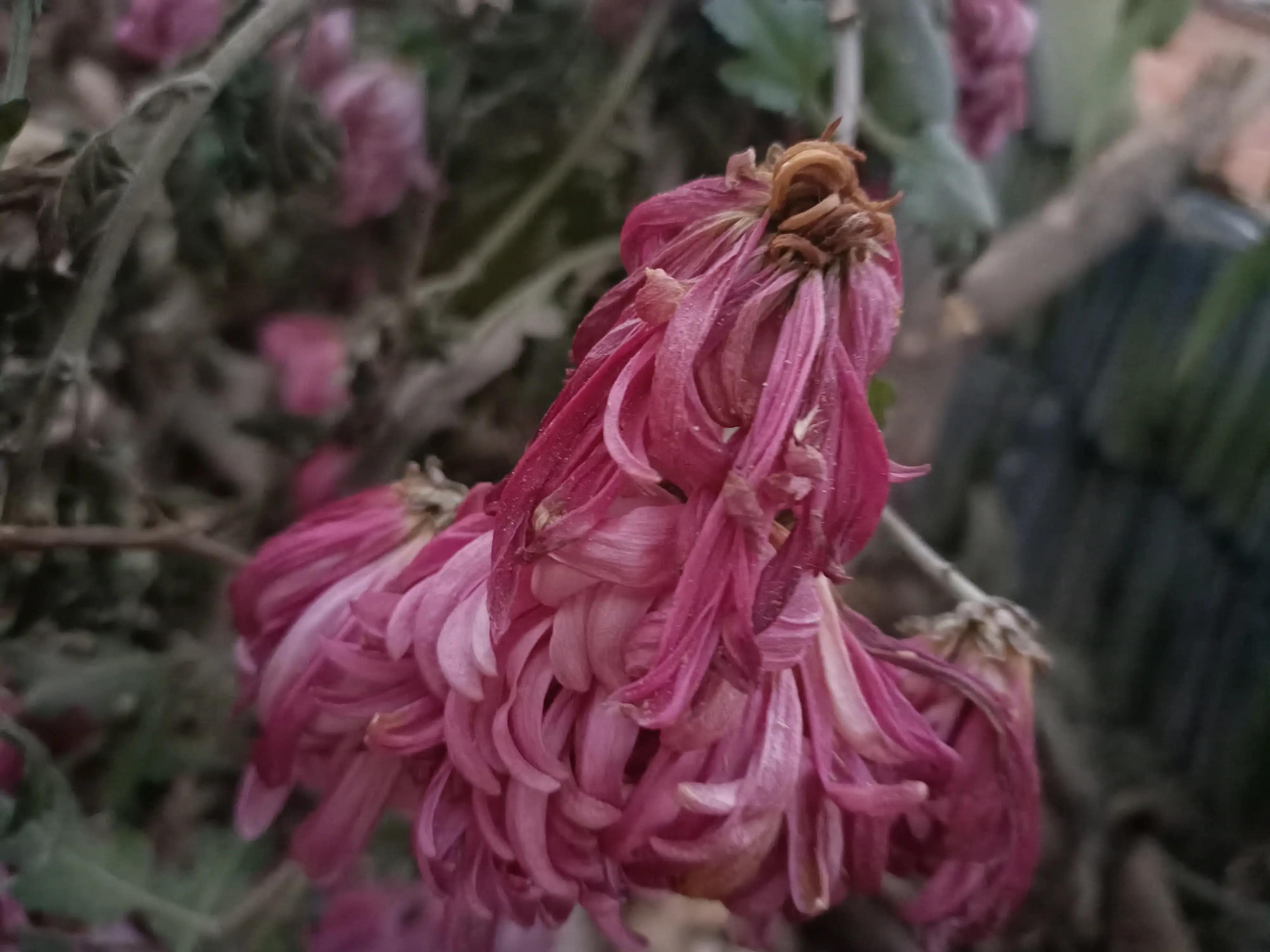 初冬，河渠畔，凋零的美之菊花的气节