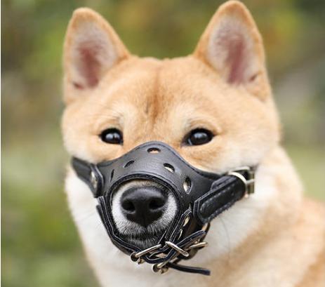 怎样纠正狗狗不吃狗粮的坏毛病,盘点狗狗护食的纠正大法