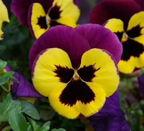 三色堇是一种花吗,鬼脸花三色堇