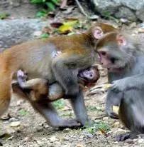 广东鼓浪屿,鼓浪屿成了世外桃源