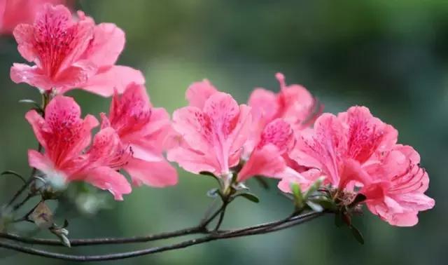 一次性摘各种各样的水果,一次性种很多草莓会怎么样