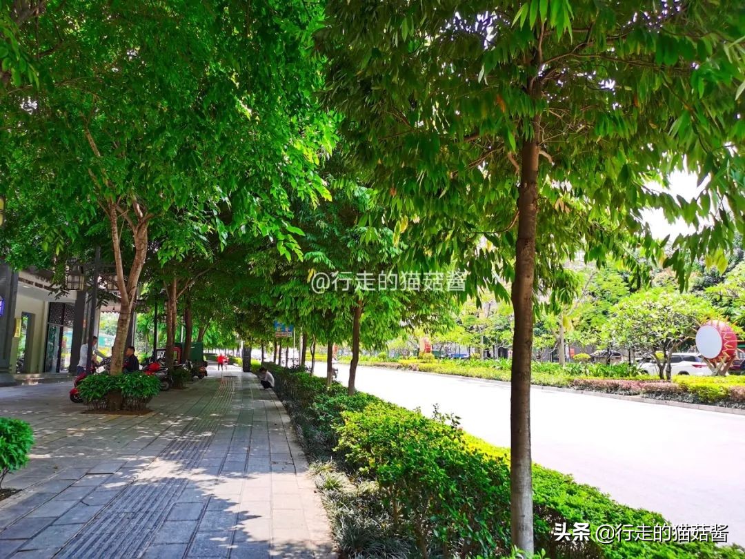 三刷西双版纳留给我的12个印象，聊聊这个宜居的边境小城