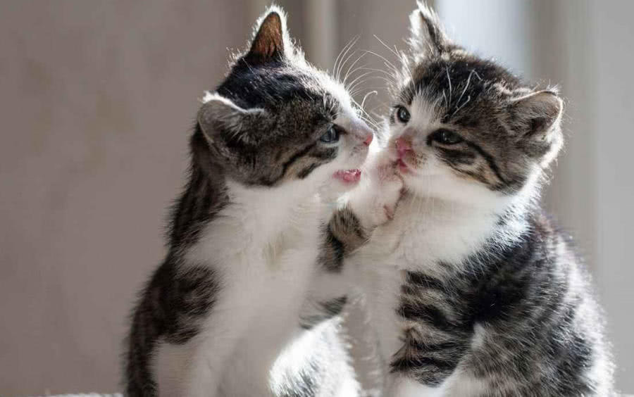 驱猫的药水,长效驱猫有什么办法