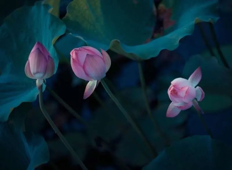 繁华过后一盏清茗也能品出百味,繁华之后静立于世