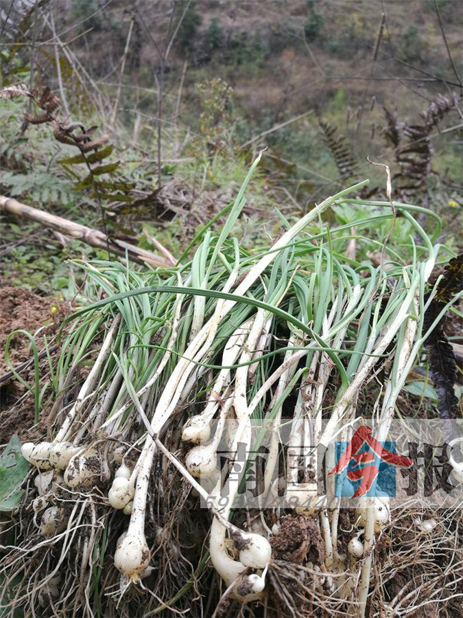 常见的哪几种野菜可吃,能吃的野菜和不能吃的野菜