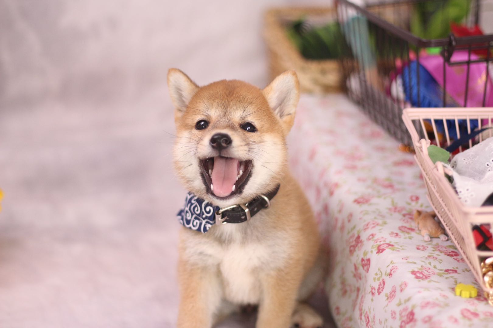 柴犬领养骗局视频,柴犬领养柴犬