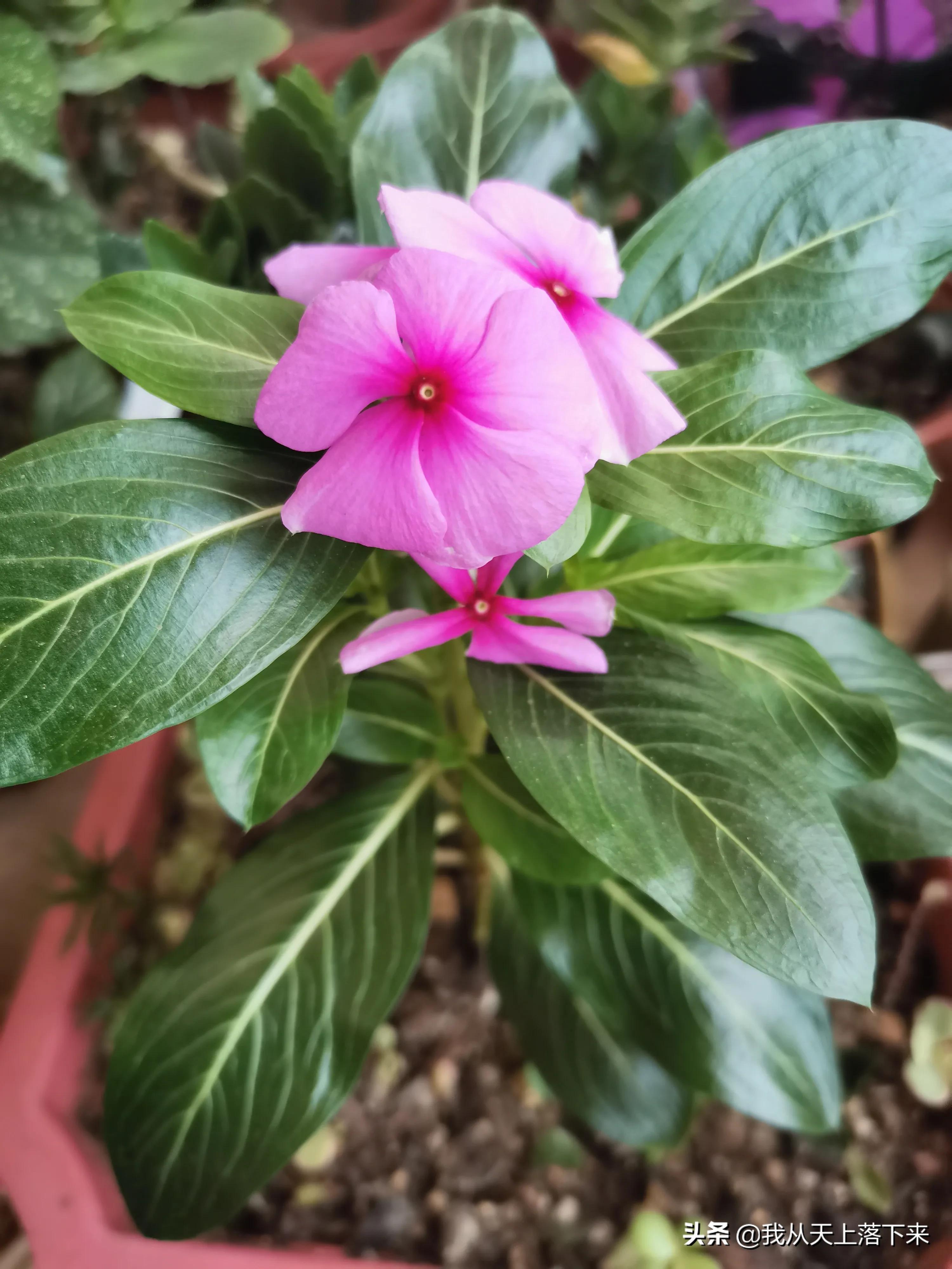 100张花朵美图,100张花图片大全