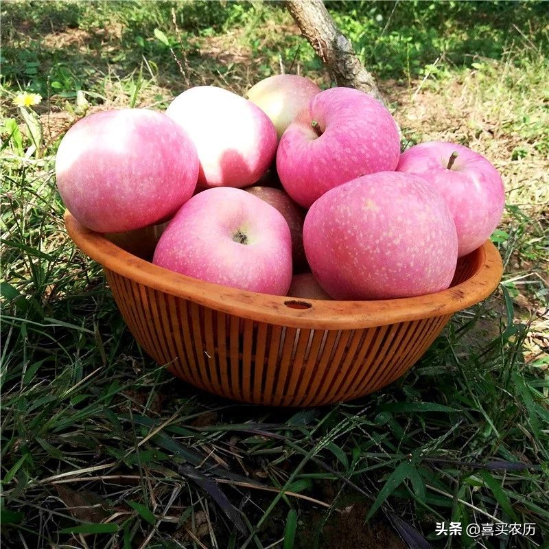 灵宝sod苹果最高价格,灵宝sod苹果好吃吗